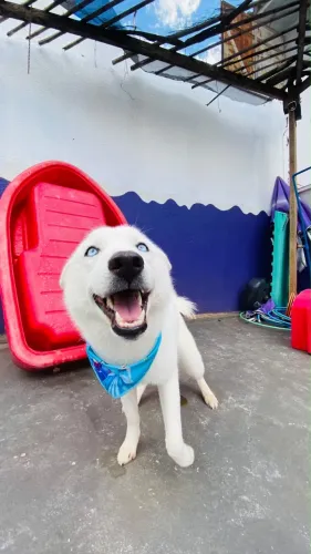 Husky Siberiano Fêmea