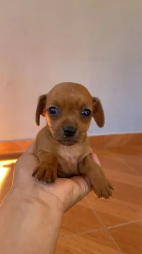 Vendo Pinscher número 1 