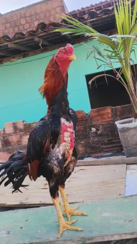 Galo