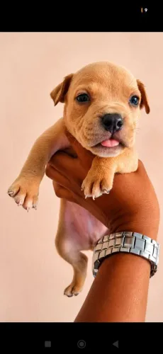 Filhote micro Bully