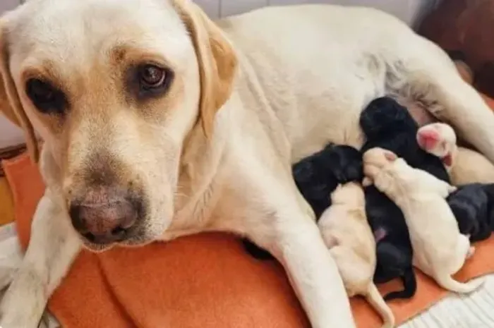 Doação de filhos de Labrador 