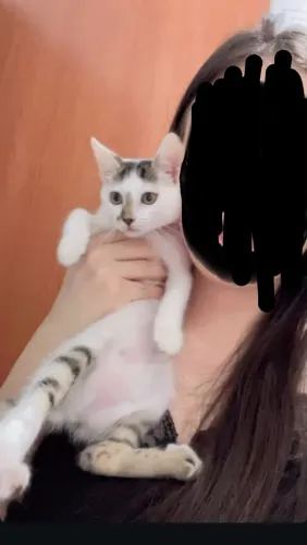 Doação de gata
