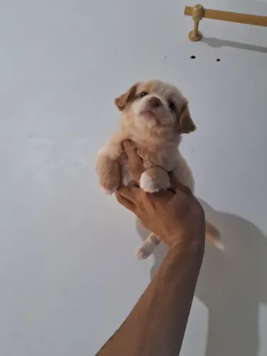 Shih tzu com Yorkshire