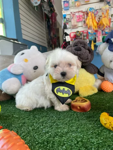 Maltês macho mini $1.900,00