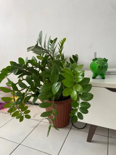 Planta zamiocuca saudável 