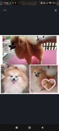 Spitz alemao macho a procura de uma namorada