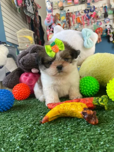 Shihtzu machinho na promoção 1.000,00