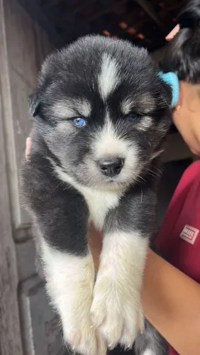 Vende filhote de husky siberiano 
