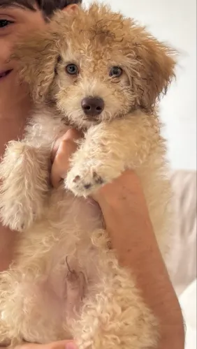 Filhote poodle 