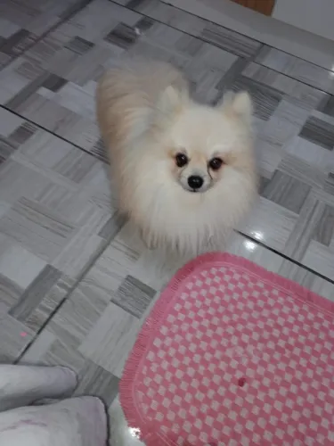 Lulu da Pomerânia Padreador Anão Ursinho com 2 anos e 6 meses com pedigree