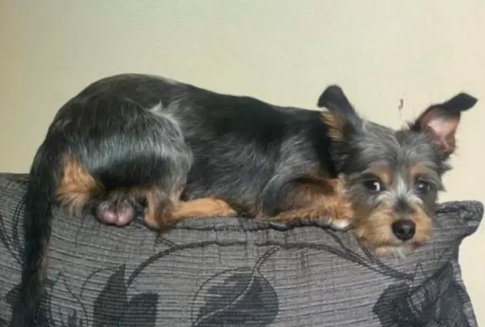 Adoção Cachorro