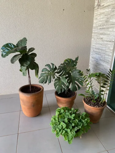 Vasos com plantas diversas desapego por mudança