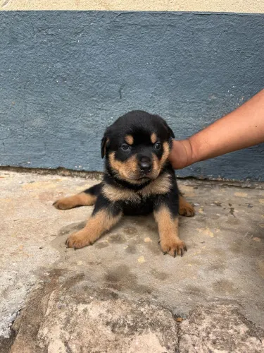 Filhote de Rottweiler femia