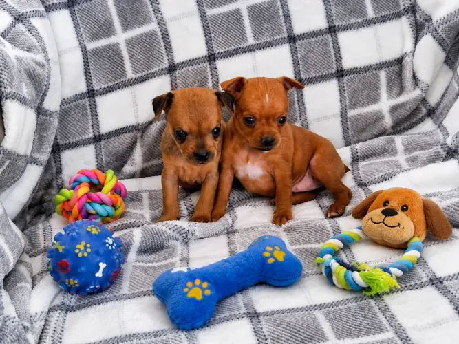PINSCHER MINIATURA FÊMEAS