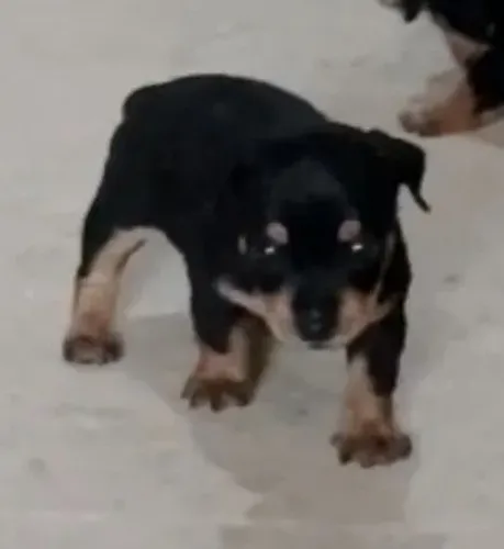 Pinscher miniatura