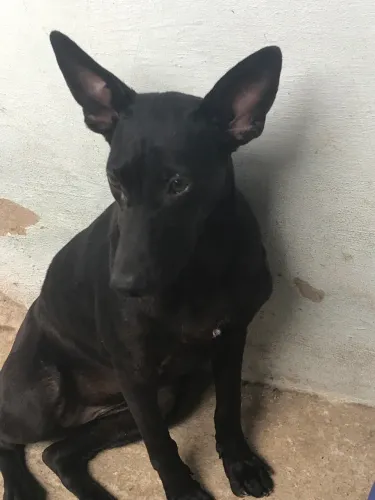 Pet para adoção 