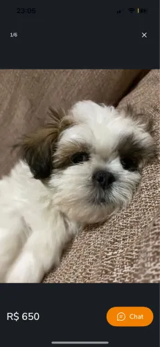 Shih Tzu carinho no olhar ?