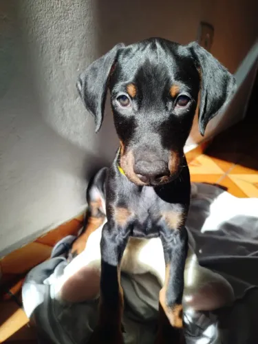 Filhote de Dobermann