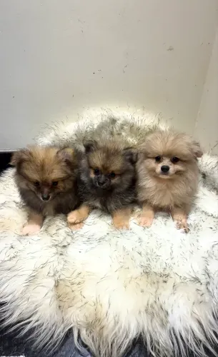 Lulu da Pomerania