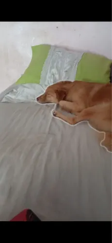 Cachorro perdido