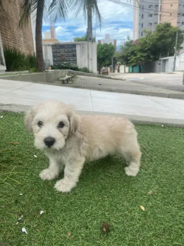 Cachorrinhos poodle com maltês