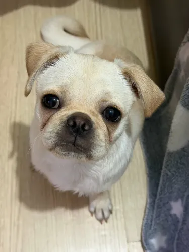 Vendo pug FÊMEA