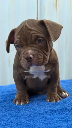 American Bully Exótico 