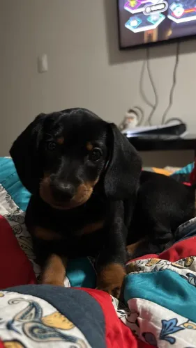 Dachshund (Salchicha)