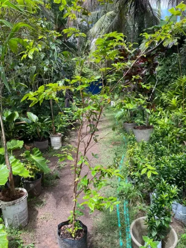 JABUTICABA PARA VASO