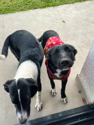 Doação 2 cachorros 7 meses