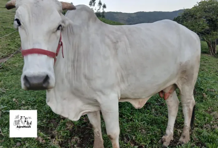 Vaca Brahma