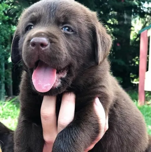 Labrador A tranquilidade que ganha forma