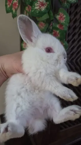 Mini coelho 