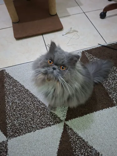 Lindo gato persa macho.