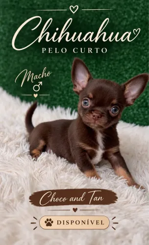 Chihuahua Pelo curto Chocolate