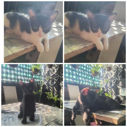 Doação responsável, gatinhas com 2 meses