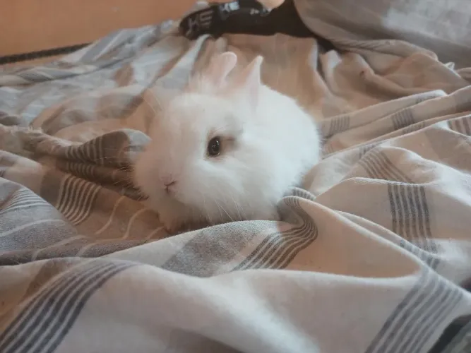 Coelho mini