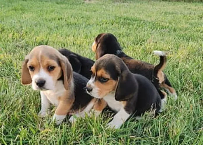 Beagle Mini Selecionados Com Garantia. 