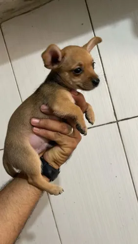 Filhote de pinscher disponível