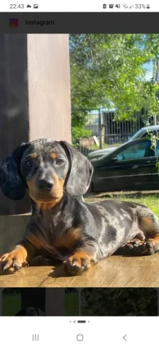 Salsicha mofado 7 mês macho
