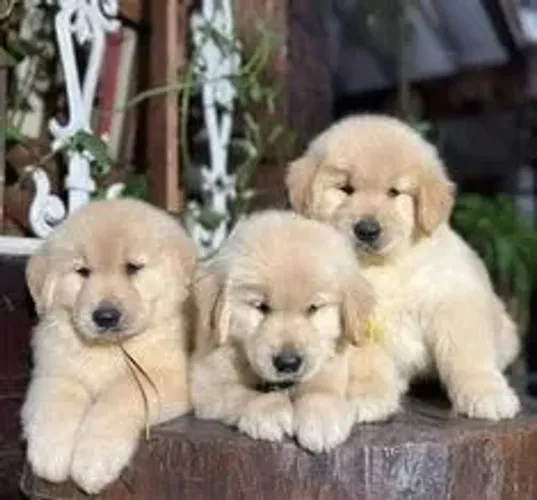 Golden Retriver Machos e Femeas