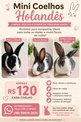 Mini coelhos holandês 