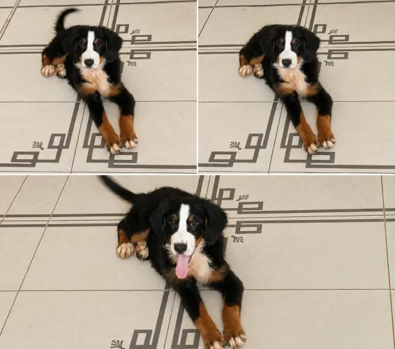Bernese fêmea 