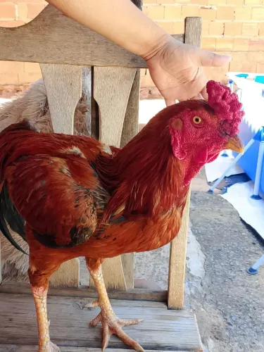 Vende-se galo caipira