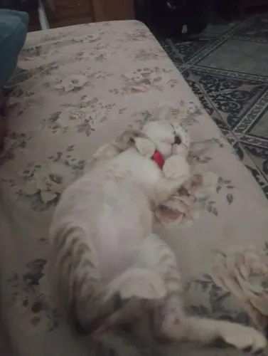 Doação gato macho