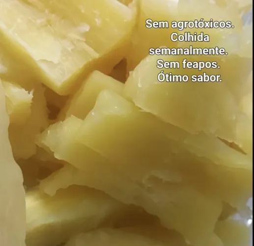 MANDIOCA AMARELA TOP 