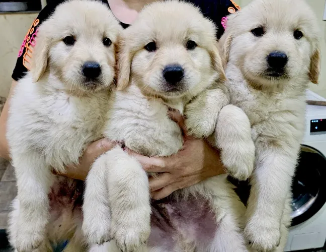 Filhotes Macho de Golden Retriever