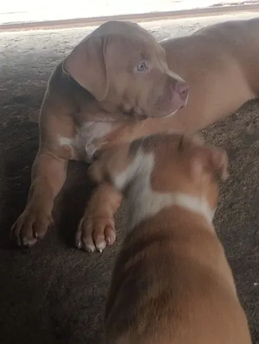 Pit monster femea filhote