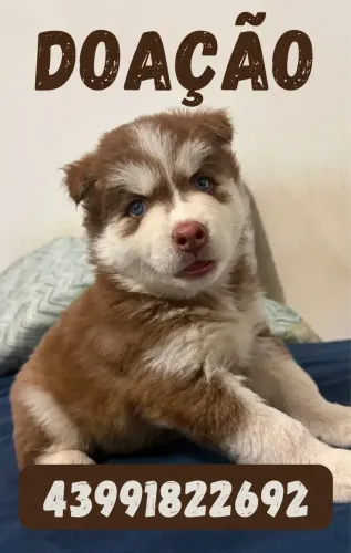 DOAÇÃO HUSKY
