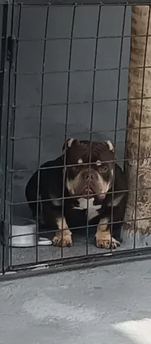 American Bully 
